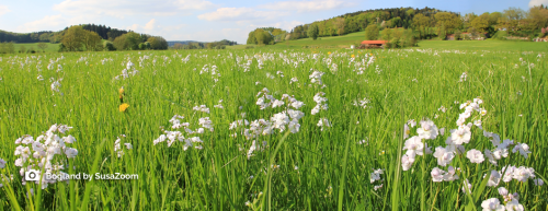 Hay Meadow Maintenance - Laois @ Emo GAA Club | County Laois | Ireland