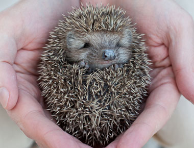 Irish Wildlife Trust - Home Irish Wildlife Trust - Home