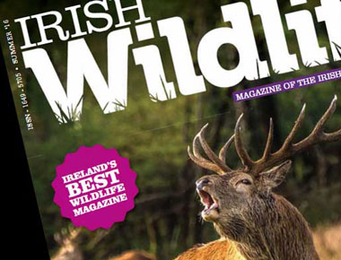 IWT Wildlife Magazine