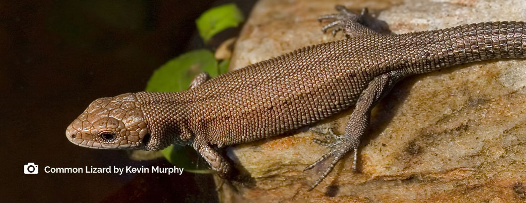 National Reptile Survey - Irish Wildlife Trust