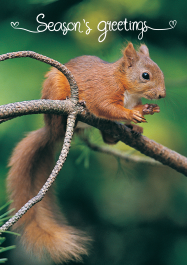 IWT Christmas Cards (Pack of 5) - Squirrel