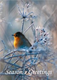 IWT Christmas Cards (Pack of 5)- Robin