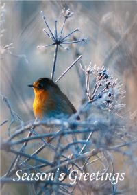 IWT Christmas Cards - Robin