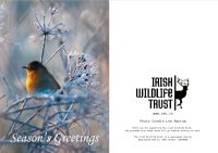IWT Christmas Cards - Robin - Image 3