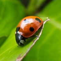 Ladybird