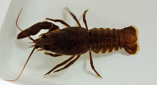 Crayfish Naas