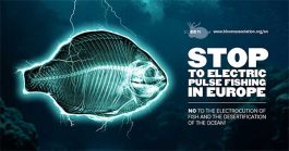 Link to Petition to stop electric pulse fishing