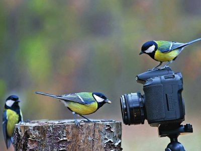 Wildlife photography talk