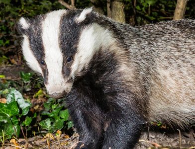 Badger by Mike Brown