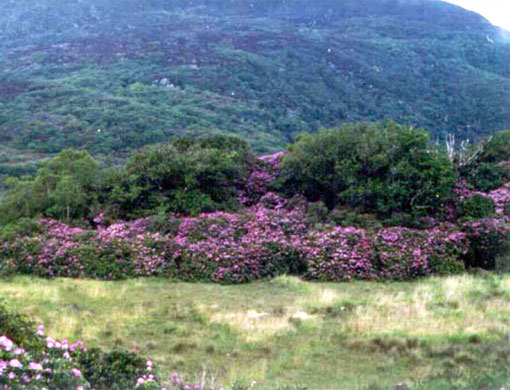 Groundwork Complains To The European Commission For Lack Of