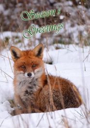 IWT Christmas Cards (Pack of 5)- Fox