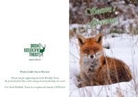 IWT Christmas Cards - Fox - Image 3