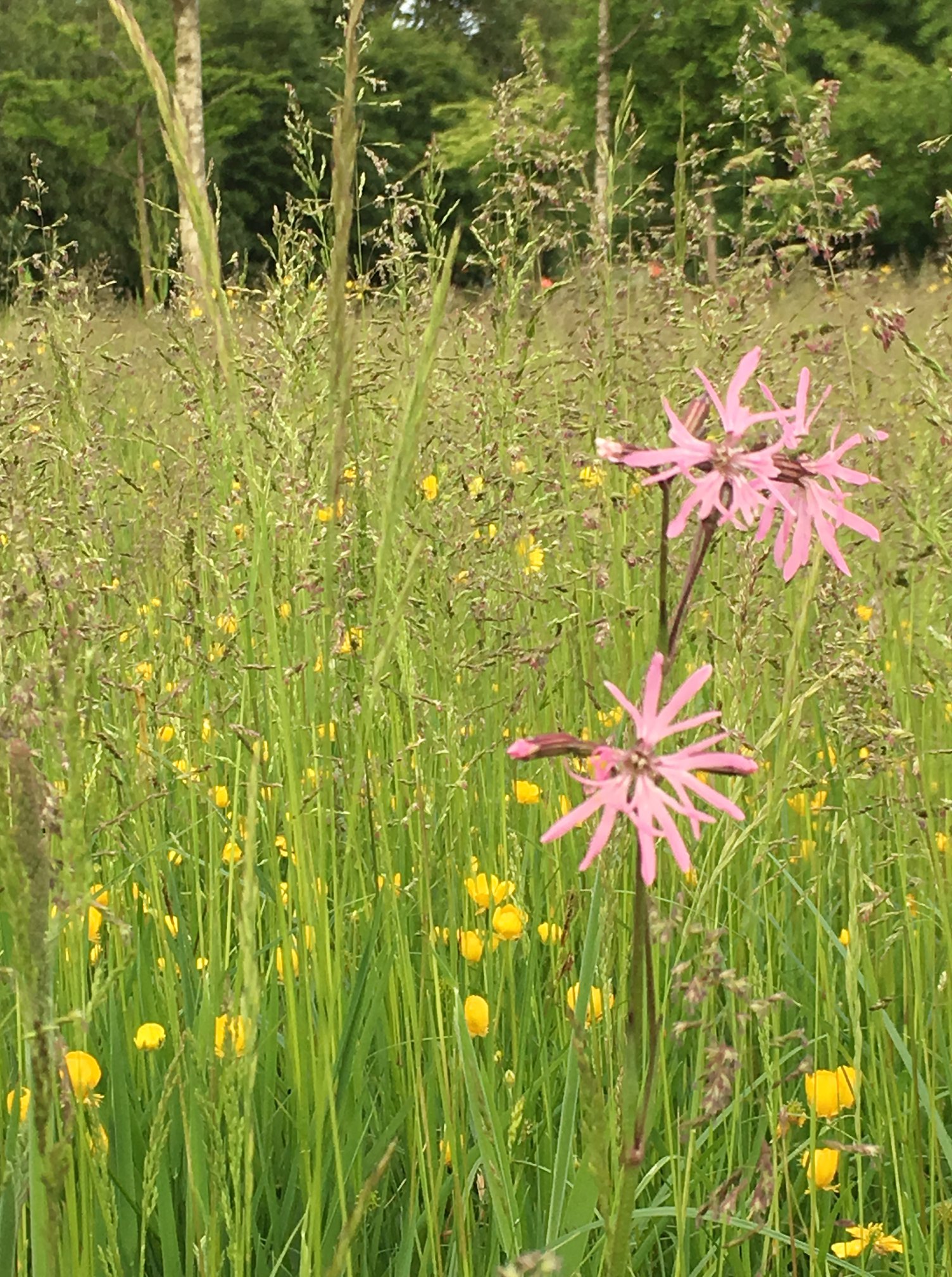 The wildflowers of Laois Irish Wildlife Trust