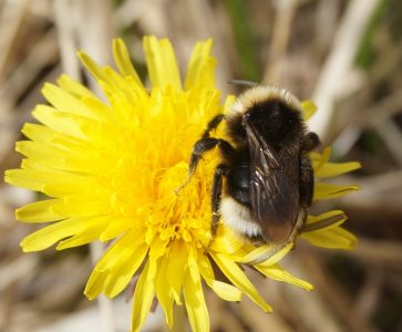 NBW: Bee Spotting Workshop in St Enda's Park - Fully Booked!