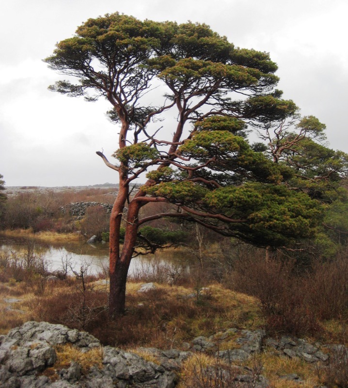 Species of the Week: Scots pine - Irish Wildlife Trust