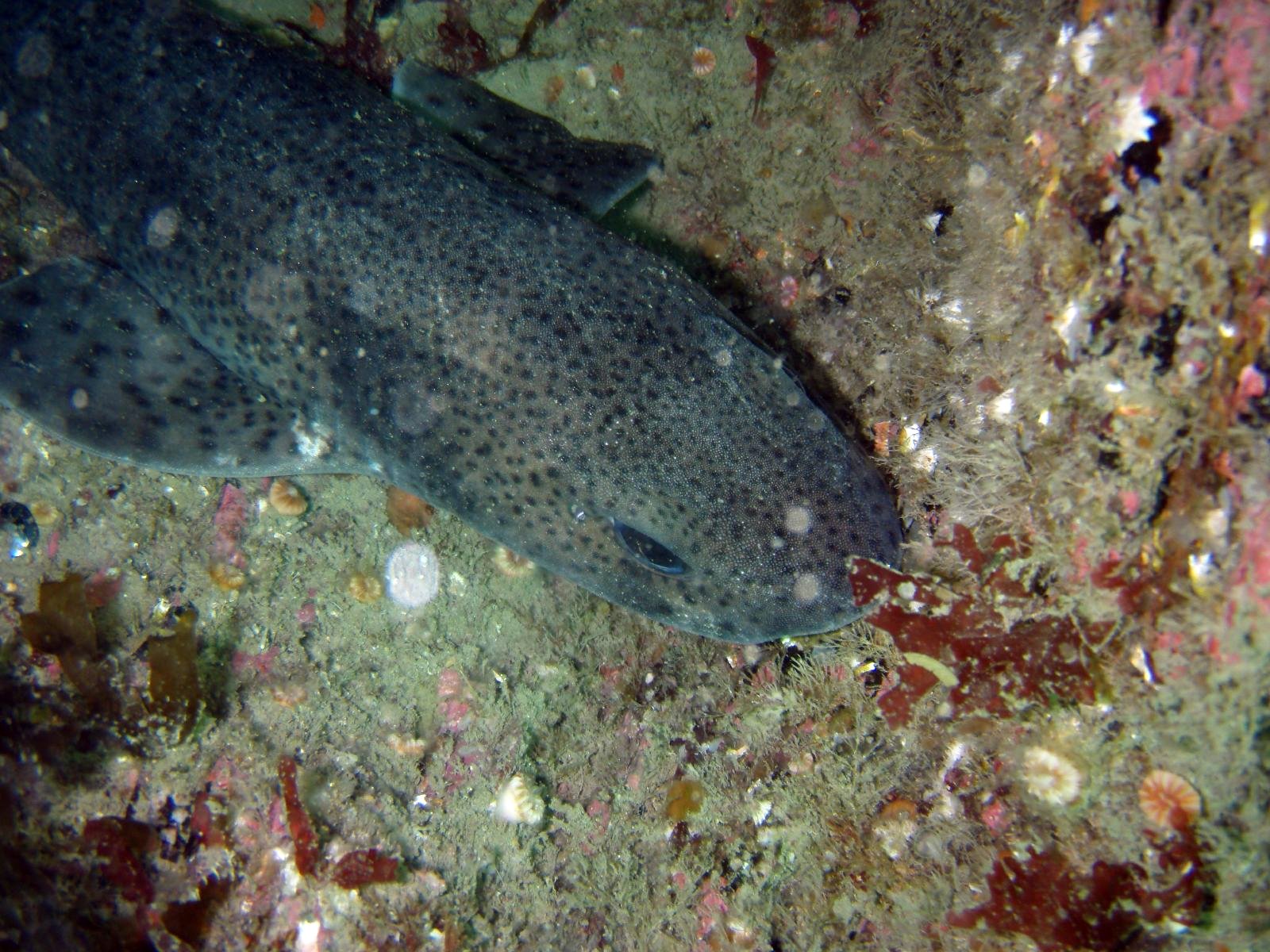 Species of the week Small spotted catshark / lesserspotted dogfish