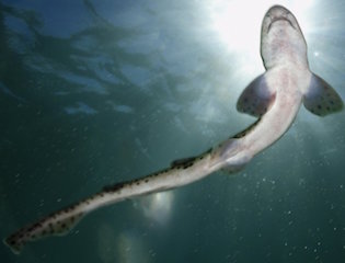 catshark is