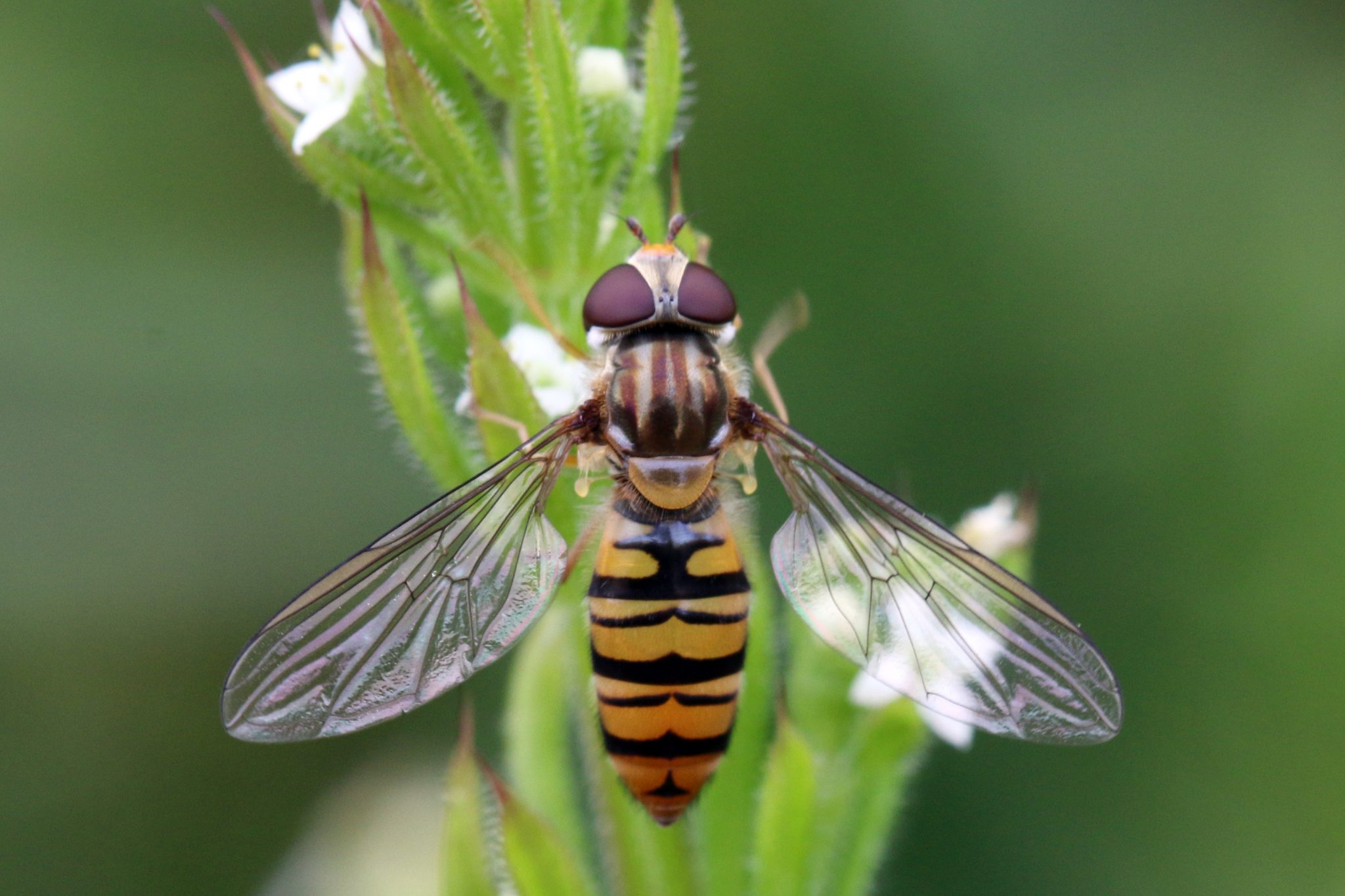 Species of the week Marmalade Hoverfly Irish Wildlife Trust