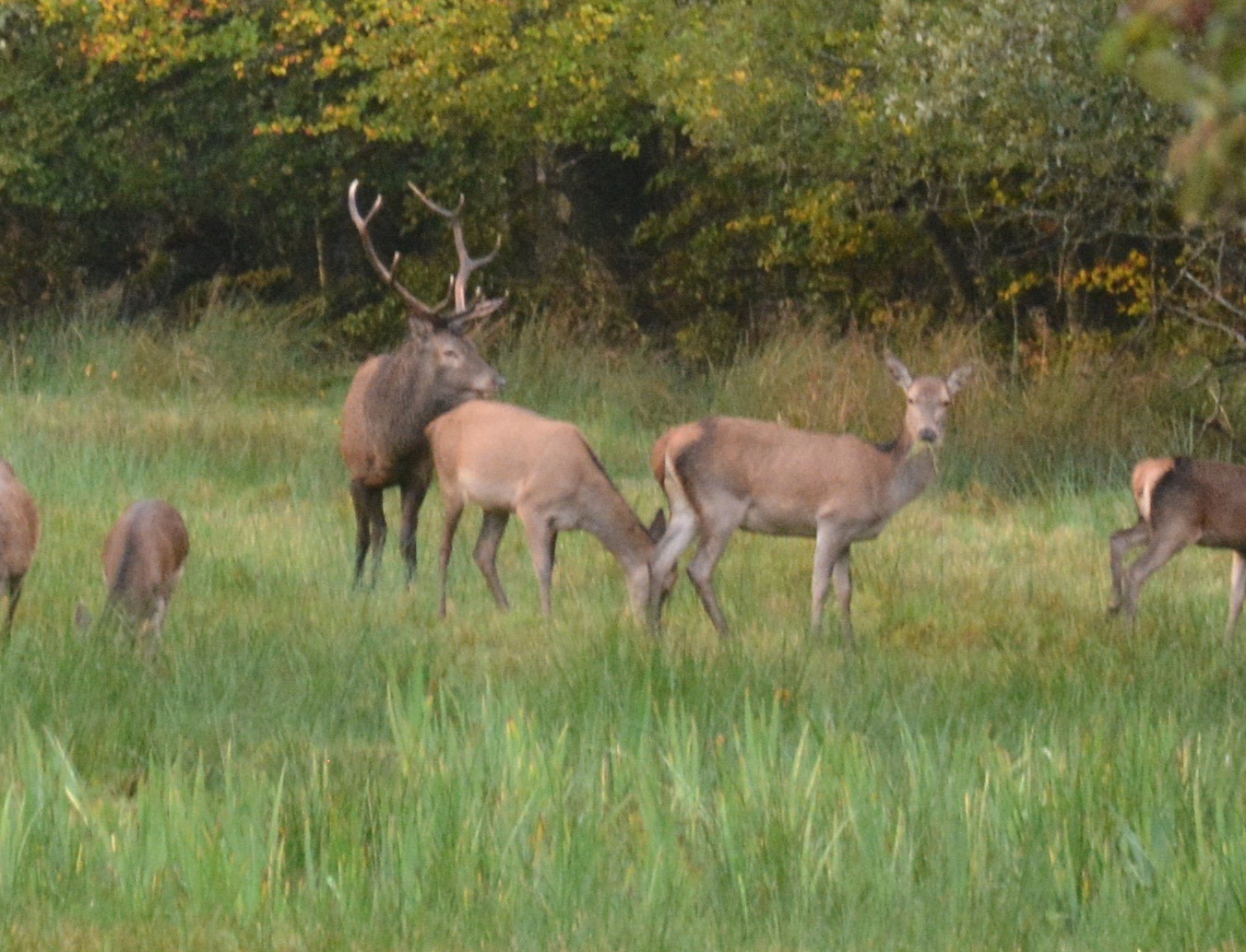 Deer Rut Killarney's National Park Irish Wildlife Trust