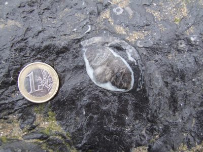 Fossil hunting Portmarnock