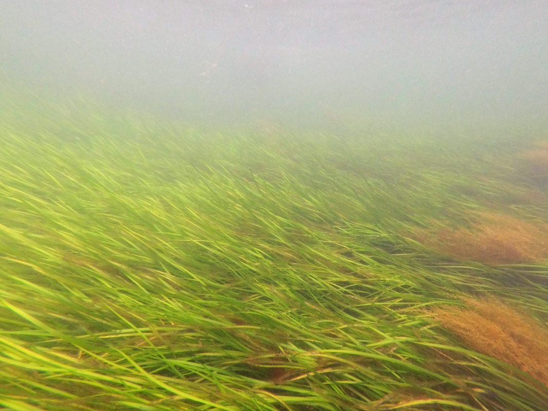 Marine Protected Areas - Irish Wildlife Trust