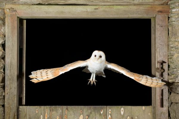 Barn Owl flying through barn window. 