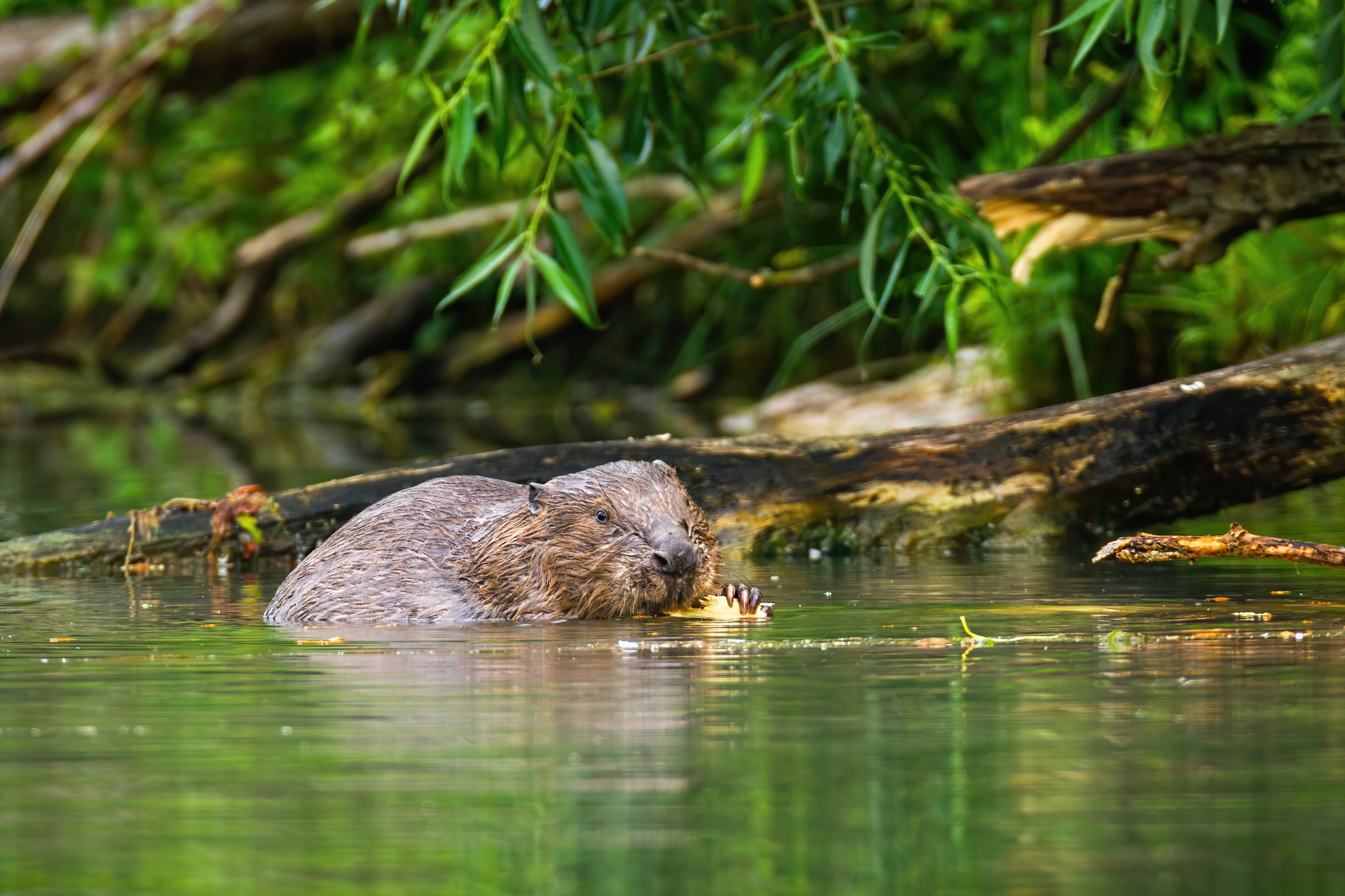 The Case for Beavers in Ireland - Irish Wildlife Trust