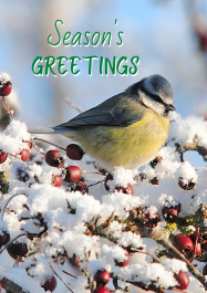 IWT Christmas Cards (Pack of 5) - Bluetit