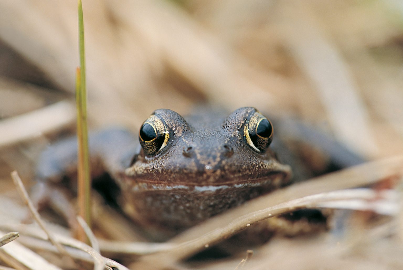 Species in Focus Common Frog Irish Wildlife Trust