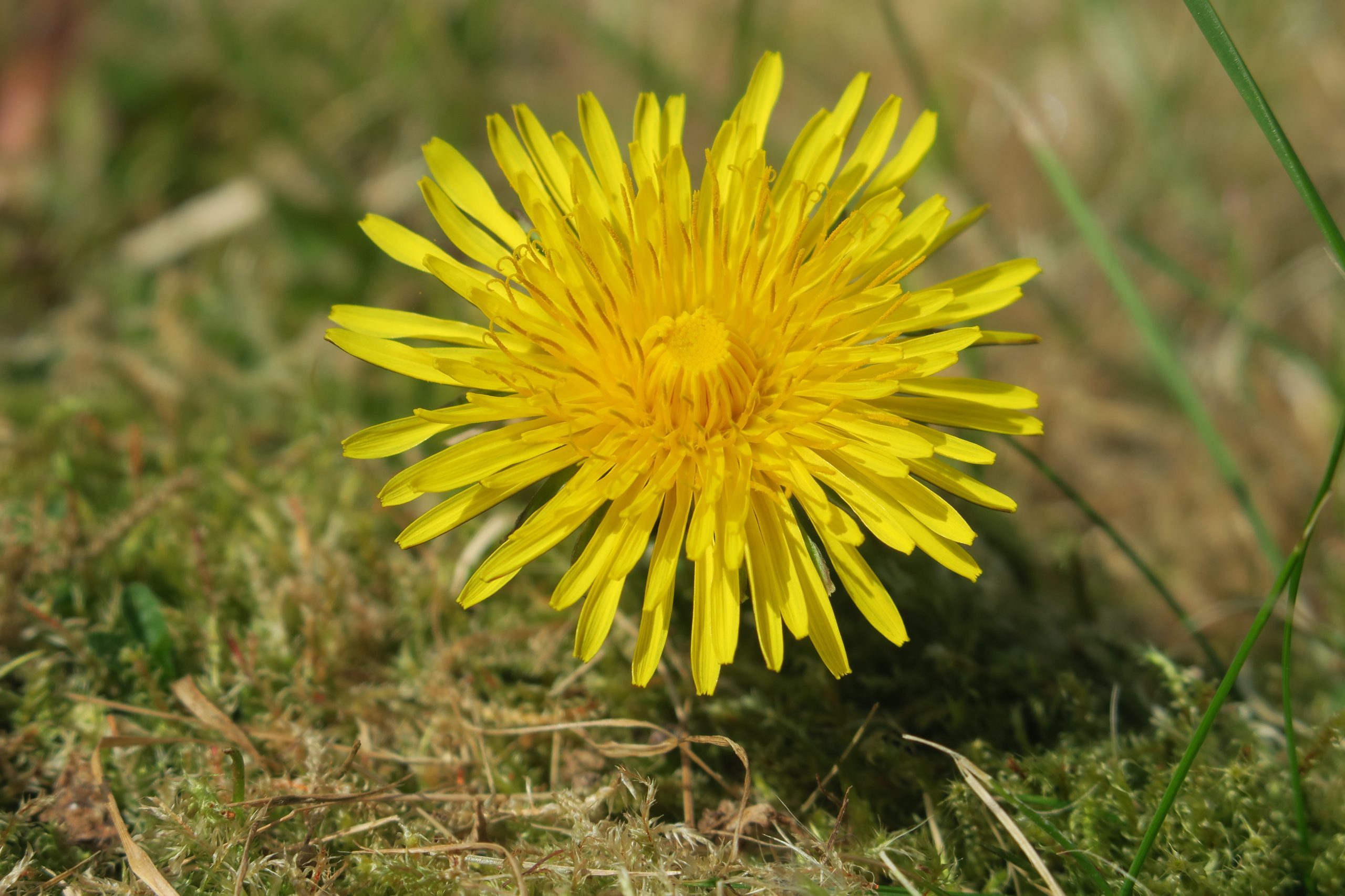 Species in Focus Dandelions Irish Wildlife Trust