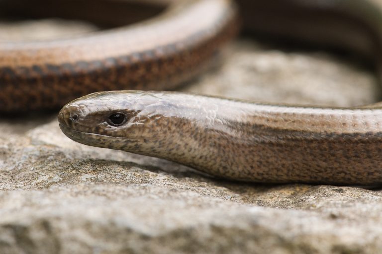 Species in Focus Slow Worm Irish Wildlife Trust