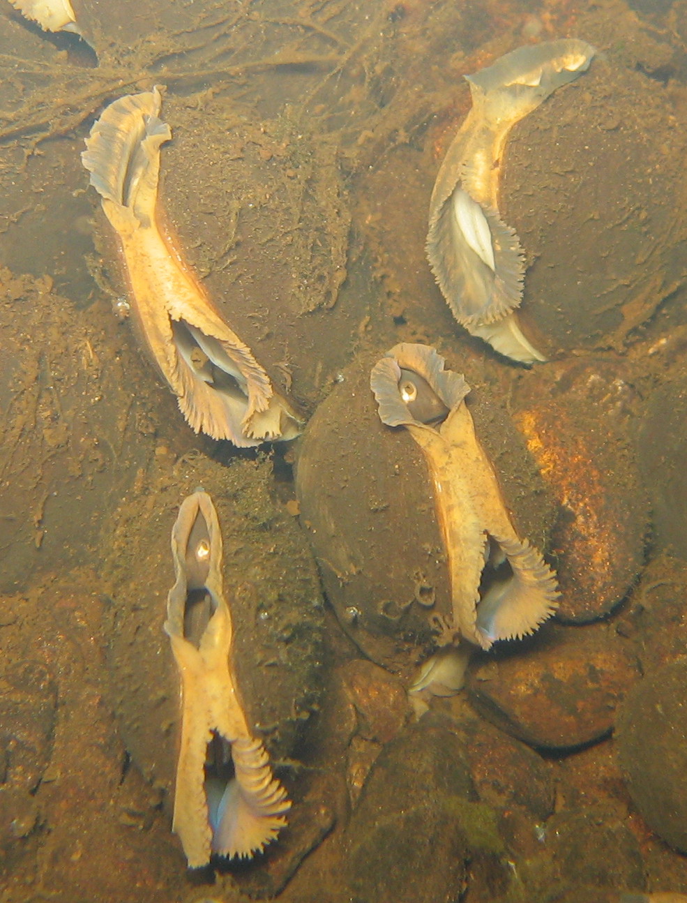 Species in Focus Freshwater Pearl Mussels Irish Wildlife Trust