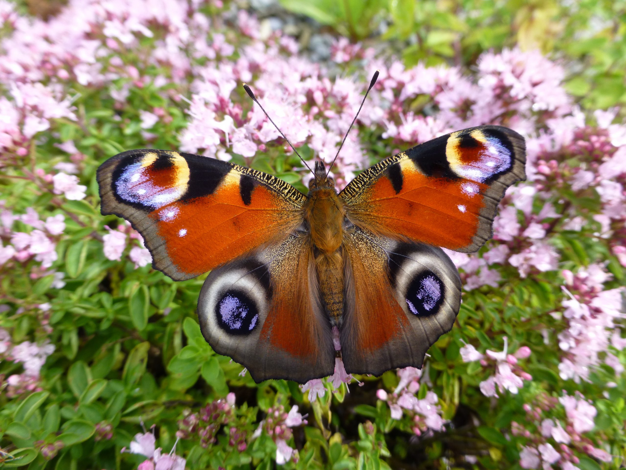 Butterfly Identification Presentation & Walk IWT Monaghan with