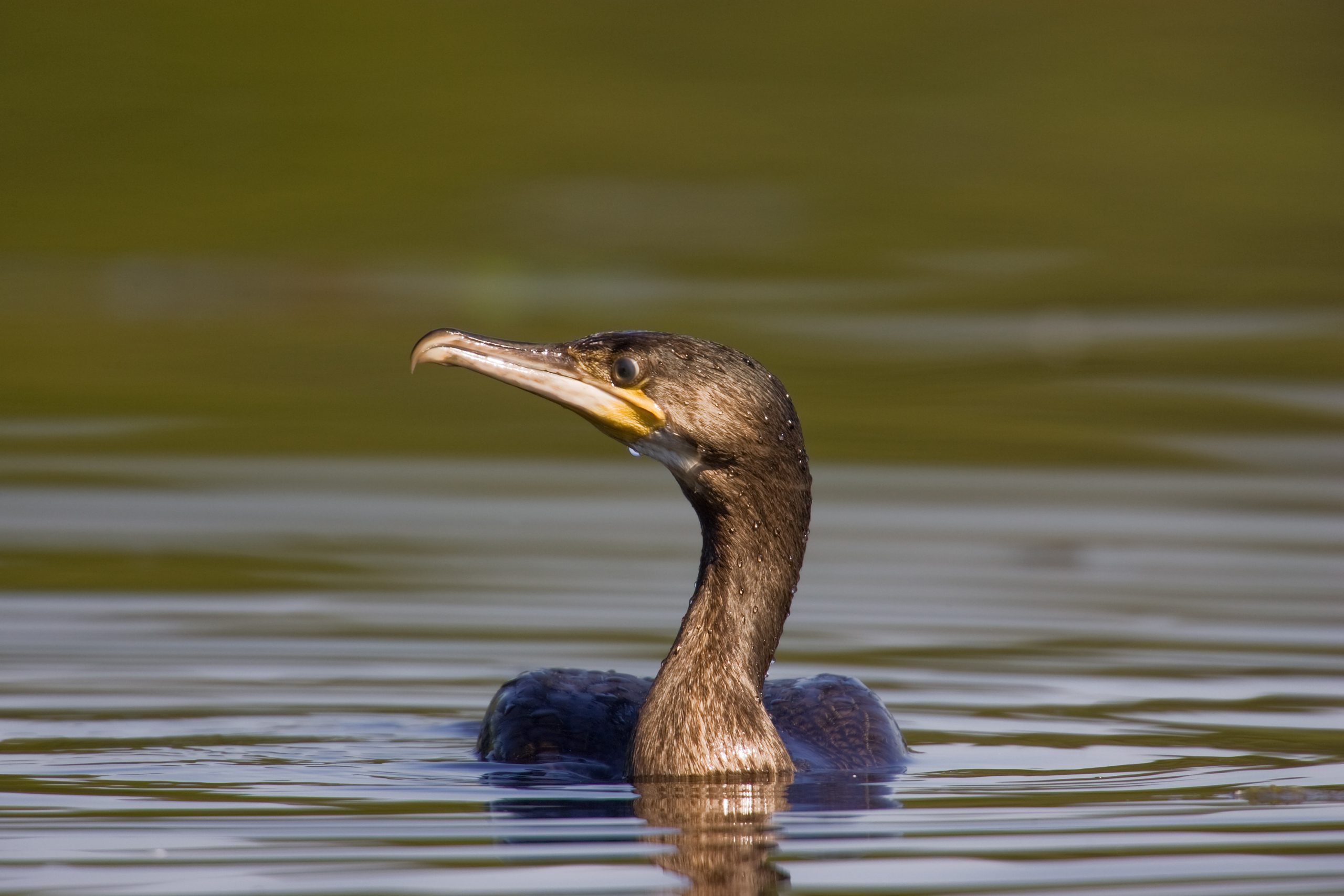 Species in Focus Cormorant Irish Wildlife Trust