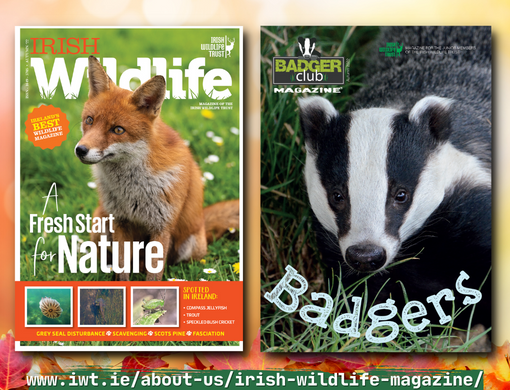 Irish Wildlife Magazine - Irish Wildlife Trust Irish Wildlife Magazine - Irish Wildlife Trust