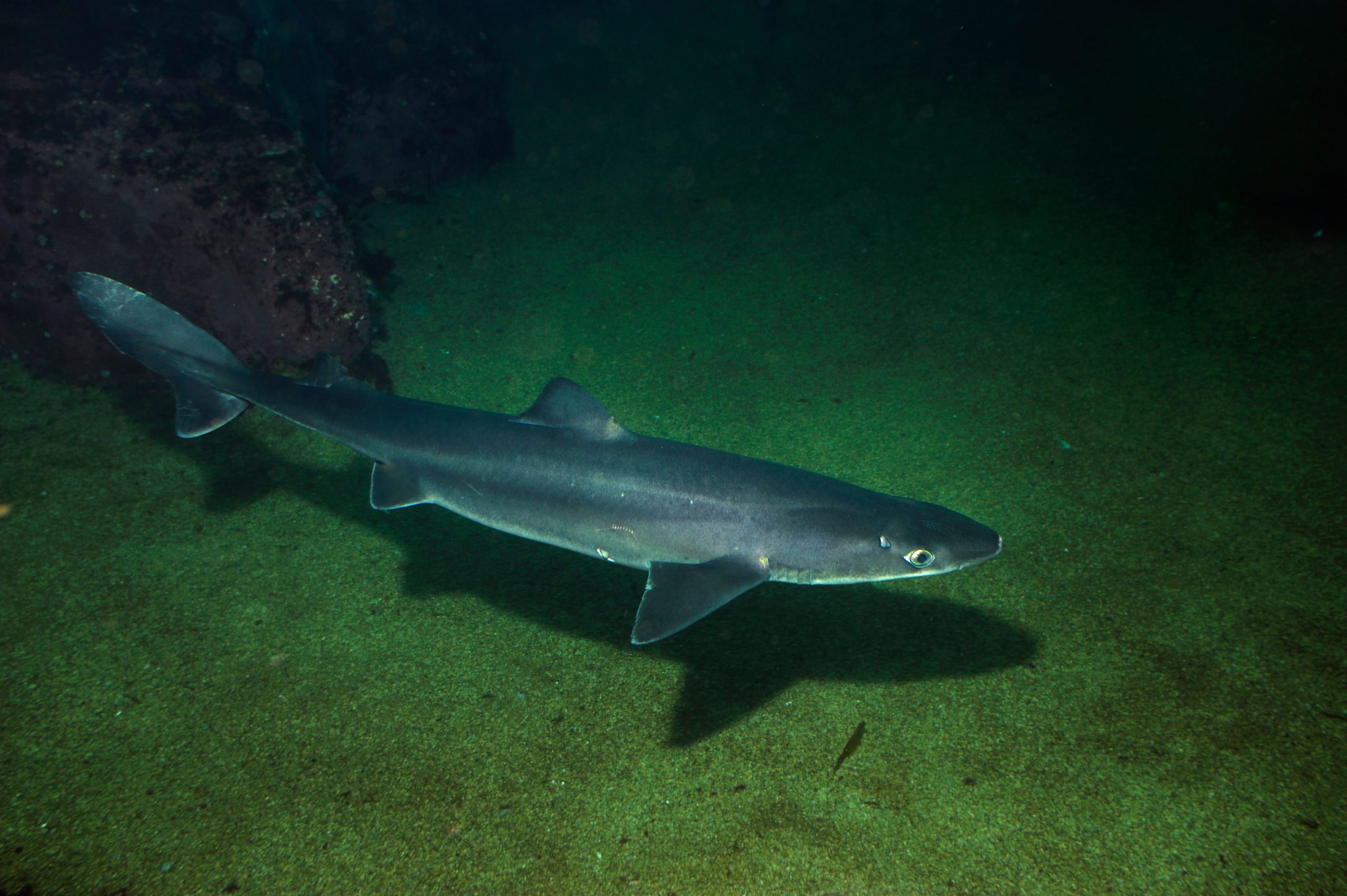 New Irish Fishing Quota for Vulnerable Spurdog Irish Wildlife Trust