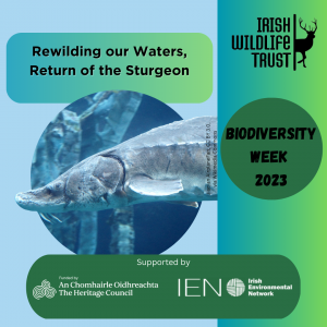 Rewilding our Waters, Return of the Sturgeon - National Biodiversity Week