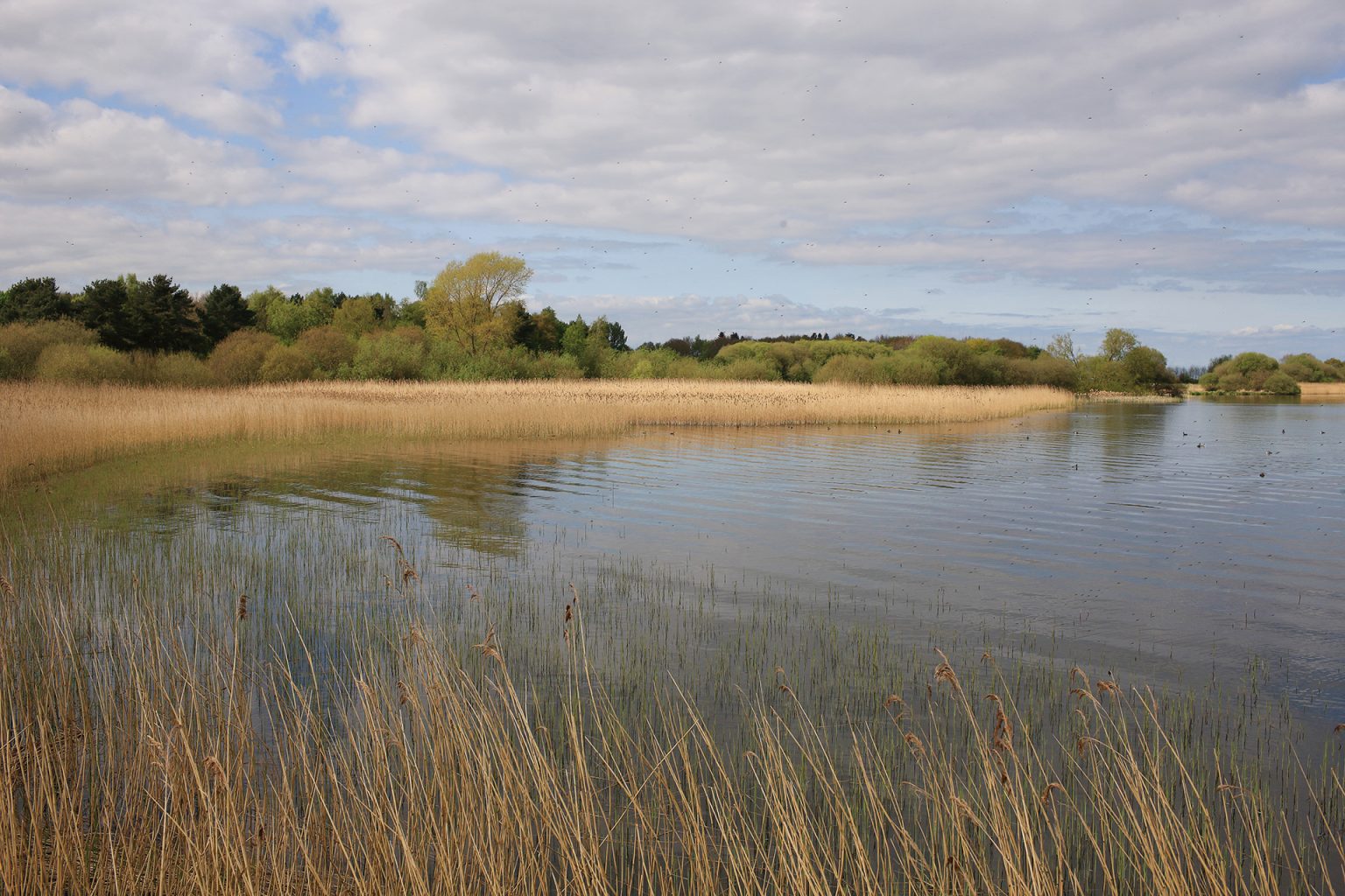 World Wetlands Day 2024 - Irish Wildlife Trust