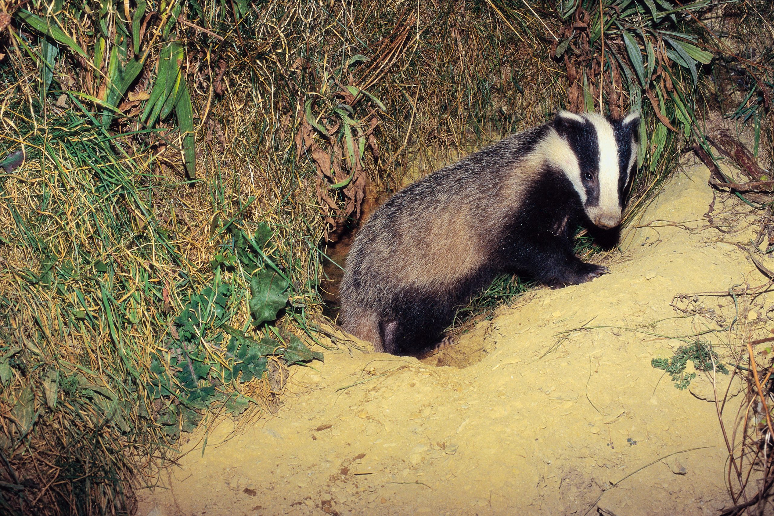 IWT Statement: Irish Wildlife Trust refuses to accept cash over conviction