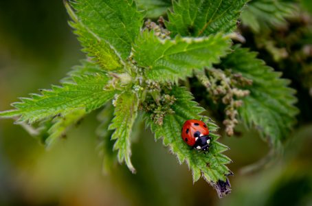 one ladybird on nettle