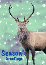 IWT Christmas Cards (Pack of 5) - Deer