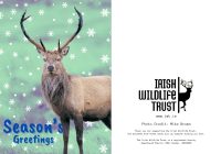IWT Christmas Cards - Deer - Image 3