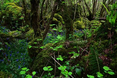 Photo of native irish woodland with bluebells and Hart's-tongue ferns. 