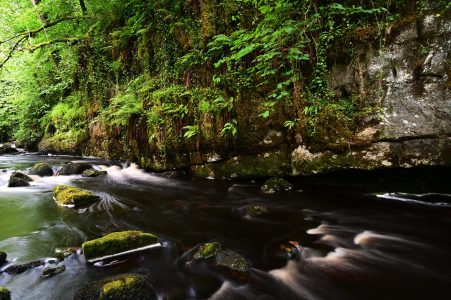 Rushing river surrounding by dense trees.