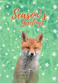 IWT Christmas Cards (Pack of 5) - Fox MB