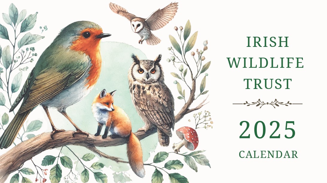 2025 IWT Calendar Irish Wildlife Trust