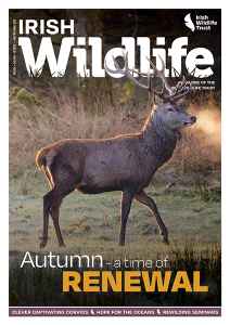 The cover of the autumn 2025 edition of Irish Wildlife magazine. The cover image if of a stag striding across a grassland, his breath forming a fog in the early morning air. His antlers interplay with the text 'Irish Wildlife'. The main caption reads "Autumn: A time of Renewal" and along the bottom a banner reads: "Clever captivating corvids, Hope for the oceans, Rewilding seminars'.