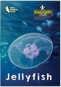 The cover of the Badger Club autumn 2025 edition. The cover features an image of a moon jellyfish with others floating behind it in the background.