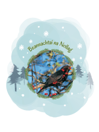 IWT Christmas Cards (Pack of 5) - Blackbird