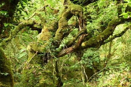 A scene from an Atlantic Rainforest in Ireland. Ferns, mosses, and ivy of a multitude of shades of green adorn the trunk and branches centuries-old oaks and beeches.